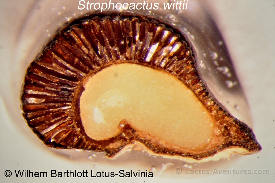 Strophocactus wittii Seed with air chambers W.Barthlott Lotus-Salvinia h